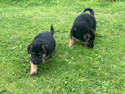 IKC Registered Traditional Straight Back German Shepherd puppies for sale in Laois