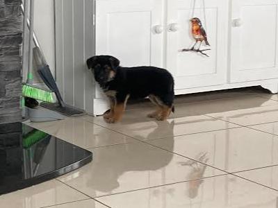 IKC Registered Traditional Straight Back German Shepherd puppies for sale in Laois