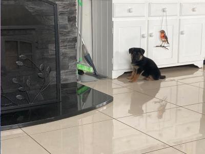 IKC Registered Traditional Straight Back German Shepherd puppies for sale in Laois