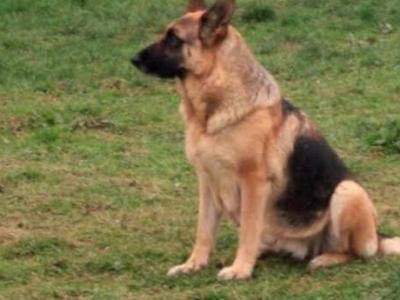 IKC Registered Traditional Straight Back German Shepherd puppies for sale in Laois