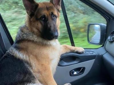 IKC Registered Traditional Straight Back German Shepherd puppies for sale in Laois