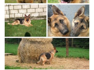 IKC Registered Traditional Straight Back German Shepherd puppies for sale in Laois