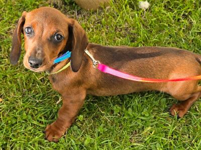 IKC Registered Miniature Smooth Dachshund puppies in Kildare