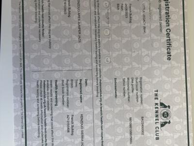 Female French Bulldog in Dublin