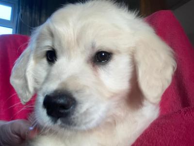 Golden Retriever puppies in Kerry