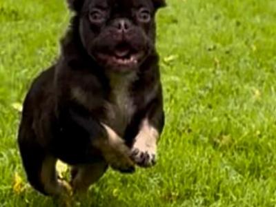 Female French Bulldog puppies in Dublin