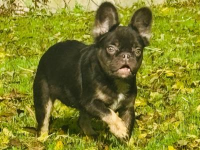 Female French Bulldog puppies in Dublin