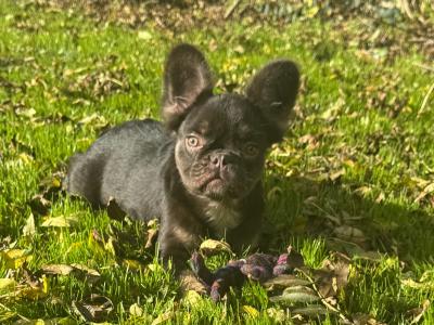 Female French Bulldog puppies in Dublin