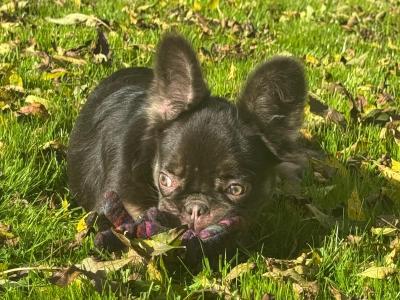Female French Bulldog puppies in Dublin