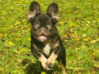 Female French Bulldog puppies in Dublin