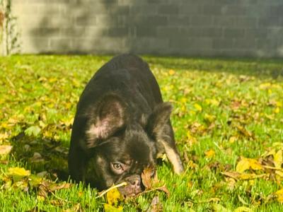Female French Bulldog puppies in Dublin