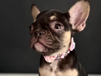 Female French Bulldog puppies in Dublin