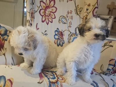 Maltese X Bichon Frise puppies in Laois