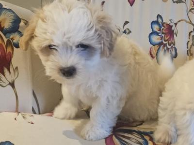 Maltese X Bichon Frise puppies in Laois