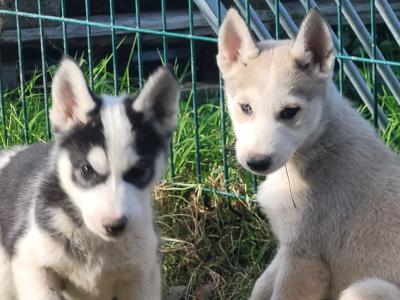 Siberian Husky puppies in Wexford last 2!