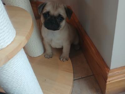 Pug x French Bulldog puppies in Monaghan