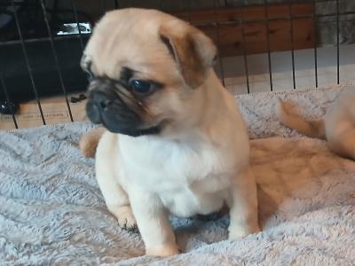 Pug x French Bulldog puppies in Monaghan