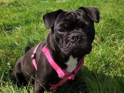 Pug x French Bulldog puppies in Monaghan