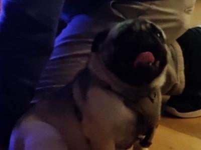 Pug x French Bulldog puppies in Monaghan