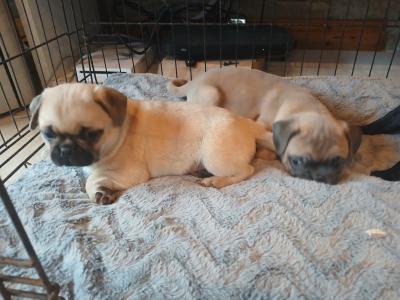 Pug x French Bulldog puppies in Monaghan
