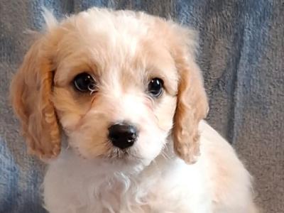 Lovely Affectionate Cavachon puppies in Limerick