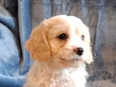 Lovely Affectionate Cavachon puppies in Limerick