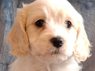 Lovely Affectionate Cavachon puppies in Limerick