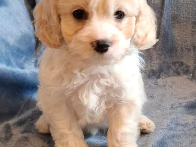 Lovely Affectionate Cavachon puppies in Limerick