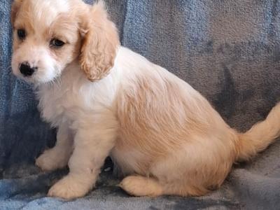 Lovely Affectionate Cavachon puppies in Limerick