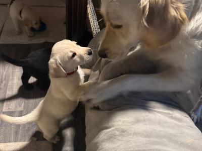 Goldador puppies (Golden Retriever x Labrador) for sale in Louth 🐾