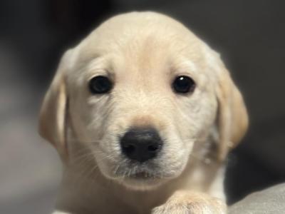 Goldador puppies (Golden Retriever x Labrador) for sale in Louth 🐾