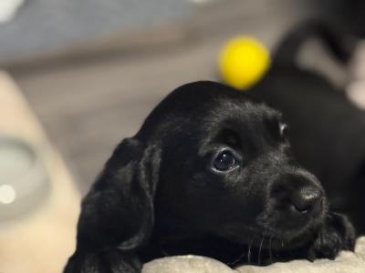 Goldador puppies (Golden Retriever x Labrador) for sale in Louth 🐾