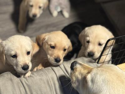 Goldador puppies (Golden Retriever x Labrador) for sale in Louth 🐾