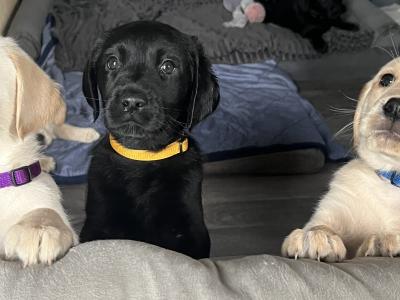 Goldador puppies (Golden Retriever x Labrador) for sale in Louth 🐾