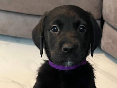 Goldador puppies (Golden Retriever x Labrador) for sale in Louth 🐾