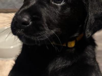 Goldador puppies (Golden Retriever x Labrador) for sale in Louth 🐾