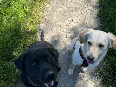 Goldador puppies (Golden Retriever x Labrador) for sale in Louth 🐾