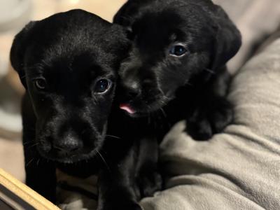 Goldador puppies (Golden Retriever x Labrador) for sale in Louth 🐾