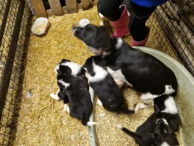 Adorable Cocker Spaniel X puppies in Laois