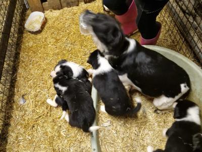 Adorable Cocker Spaniel X puppies in Laois