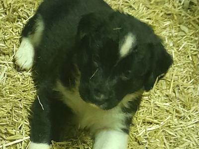 Adorable Cocker Spaniel X puppies in Laois