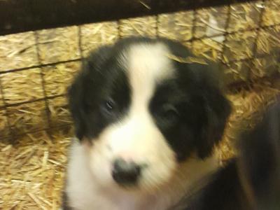 Adorable Cocker Spaniel X puppies in Laois