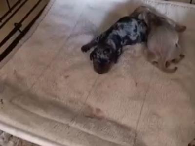 Elvis the Dachshund for stud in Cork