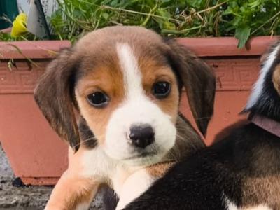 4 Beagle puppies. NOT Pedigree/purebred. Not IKC REGISTERED