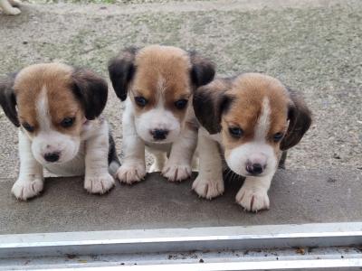 4 Beagle puppies. NOT Pedigree/purebred. Not IKC REGISTERED