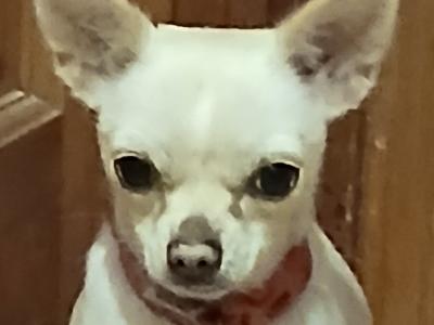 Cream female Chihuahua puppy 9 months old in Donegal