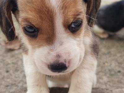 4 Beagle puppies. NOT Pedigree/purebred. Not IKC REGISTERED