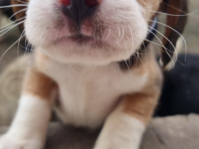 4 Beagle puppies. NOT Pedigree/purebred. Not IKC REGISTERED