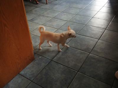 Cream female Chihuahua puppy 9 months old in Donegal