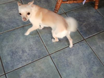 Cream female Chihuahua puppy 9 months old in Donegal
